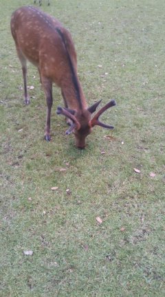 奈良公園